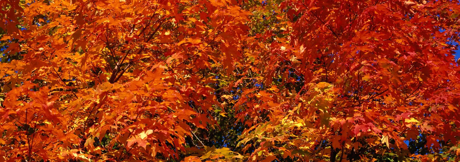 Horizontal Maple Tree Foliage Branch Botanical Free Stock Photo