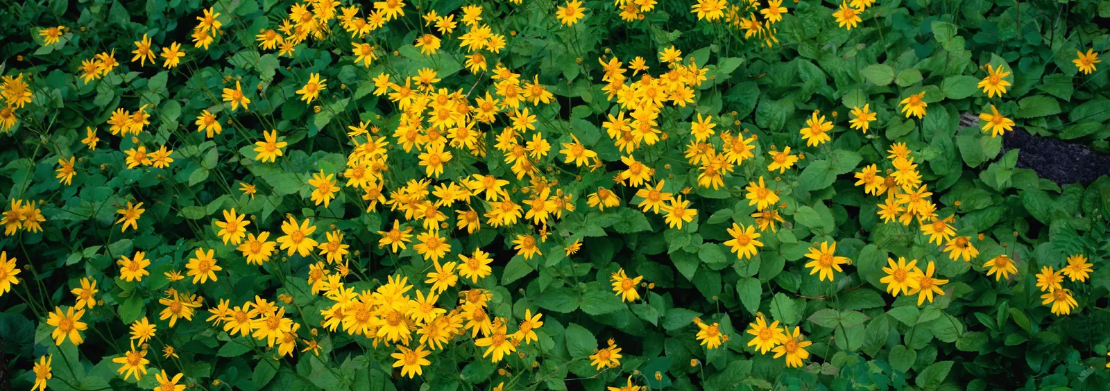 Horizontal Foliage Flower Daisy Botanical Free Stock Photo