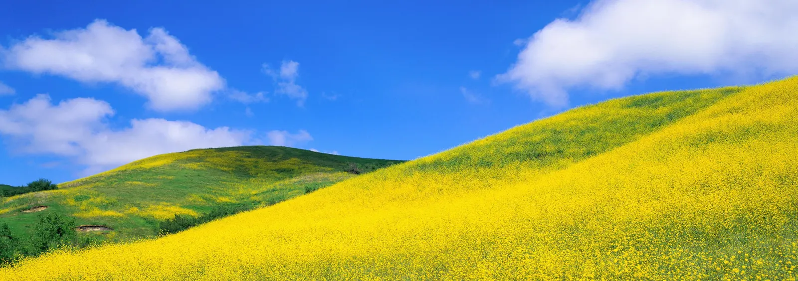 Horizontal Grass Hill Botanical Free Stock Photo 2