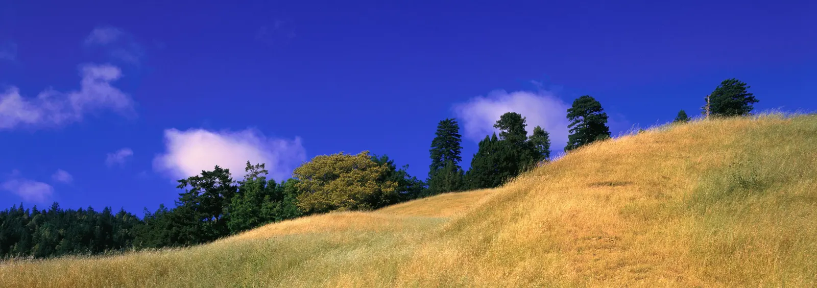 Horizontal Grass Evergreen Botanical Free Stock Photo
