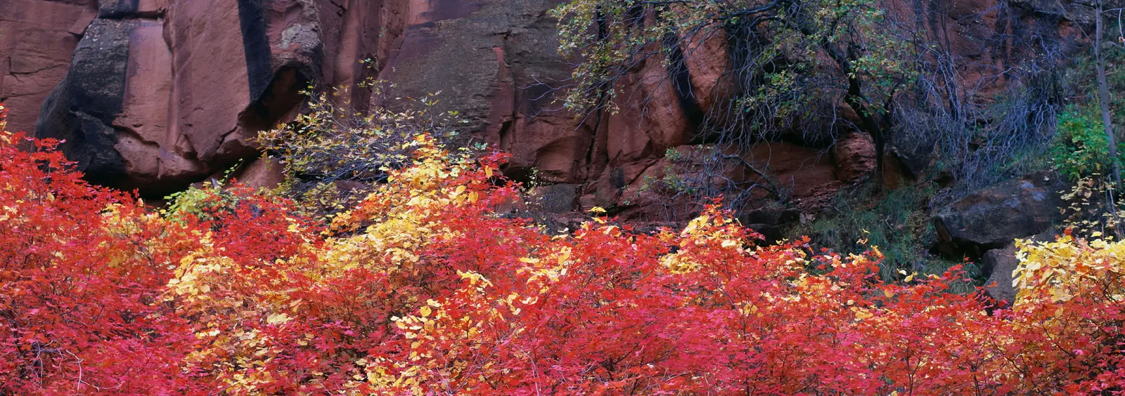 Horizontal Maple Tree Wood Natural Rocks Botanical Free Stock Photo