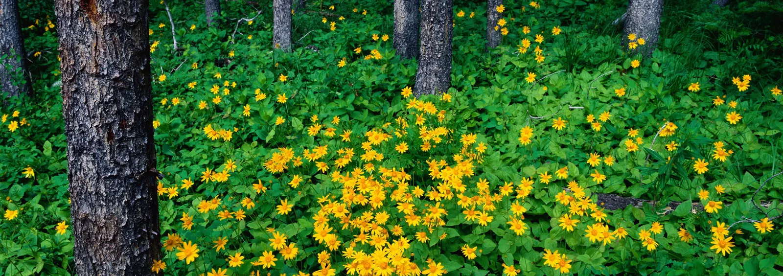Horizontal Wood Natural Foliage Flower Botanical Free Stock Photo