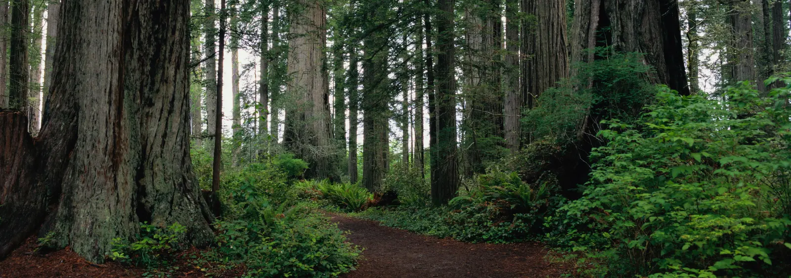 Horizontal Wood Natural Vegetation Forest Botanical Free Stock Photo 2