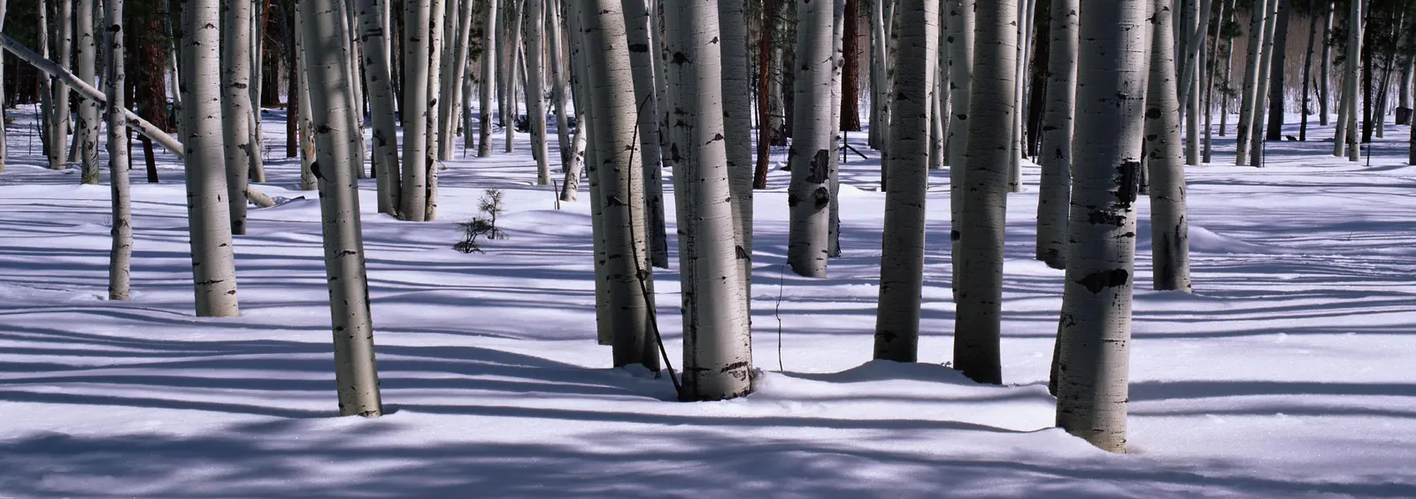 Horizontal Forest Vegetation Frozen Botanical Free Stock Photo
