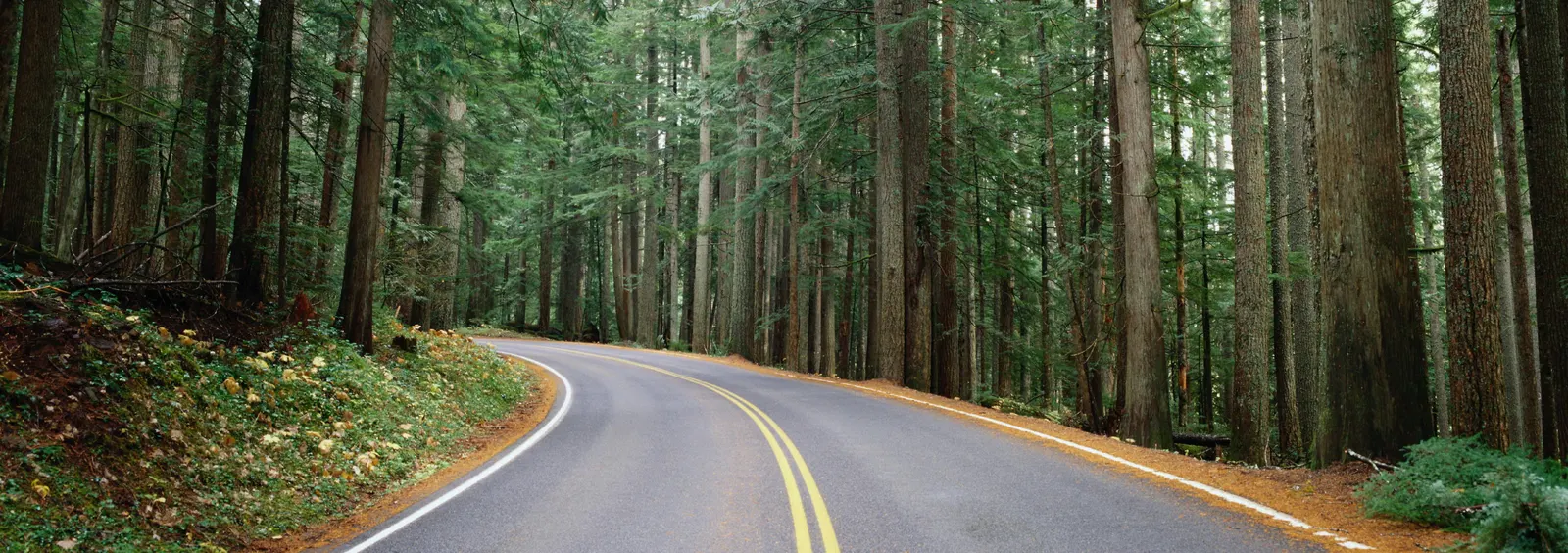 Horizontal Road Other Forest Vegetation Botanical Free Stock Photo