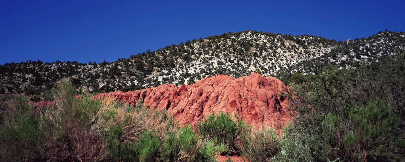 Horizontal Rocks Shrub Botanical Free Stock Photo