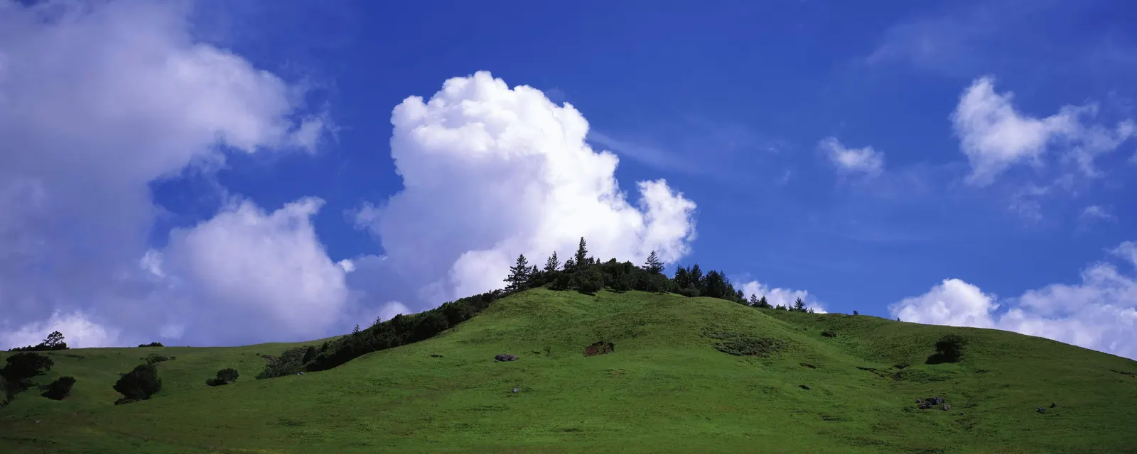 Horizontal Grass Hill Botanical Free Stock Photo 3