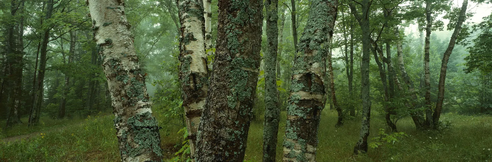 Horizontal Wood Natural Forest Vegetation Botanical Free Stock Photo