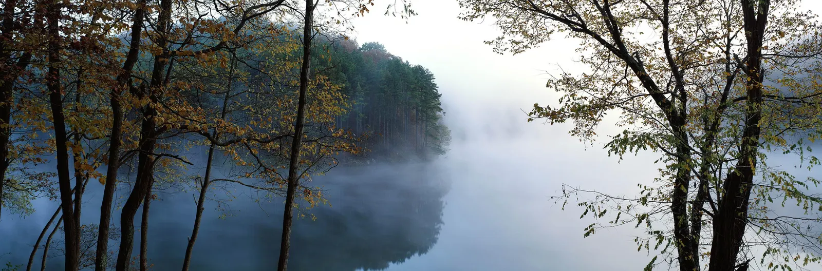 Horizontal Branch Foliage Haze Botanical Free Stock Photo