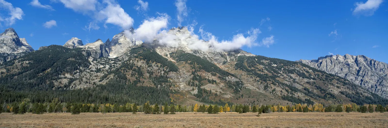 Horizontal Mountain Evergreen Botanical Free Stock Photo