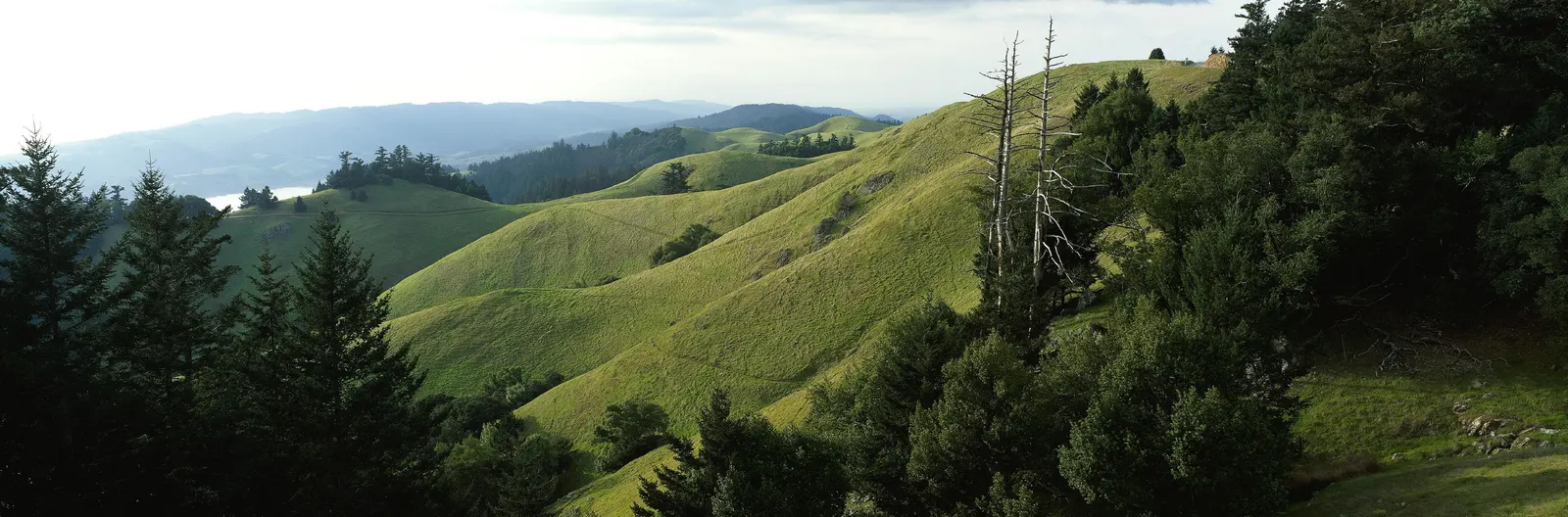 Horizontal Hill Grass Evergreen Botanical Free Stock Photo
