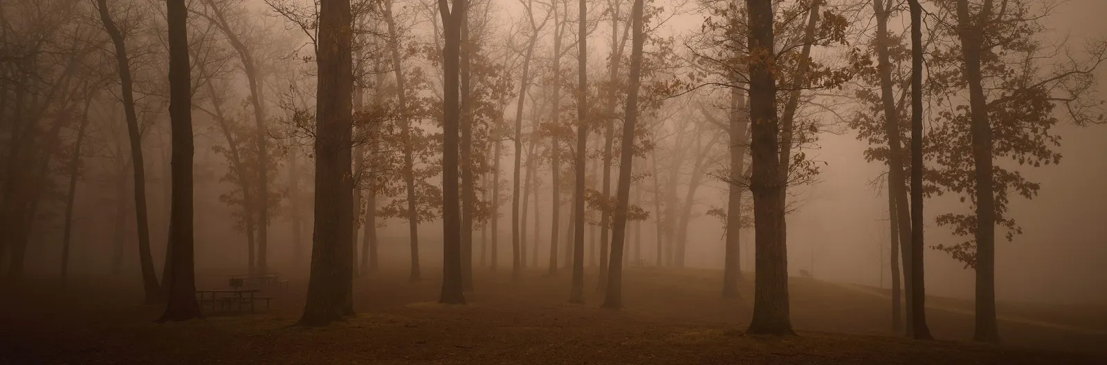 Horizontal Haze Forest Vegetation Botanical Free Stock Photo
