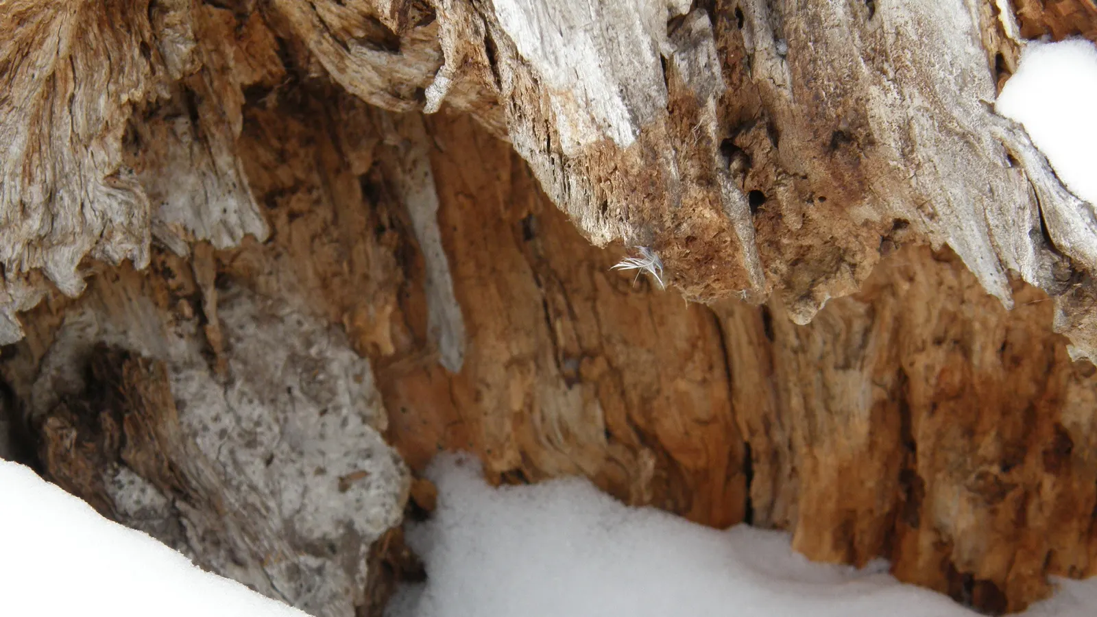 Horizontal Wood Natural Frozen Liquid Landscape Free Stock Photo