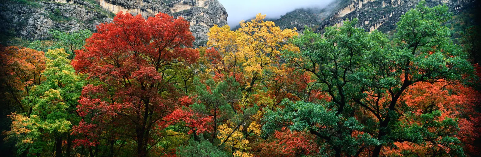 Horizontal Maple Tree Rocks Foliage Botanical Free Stock Photo
