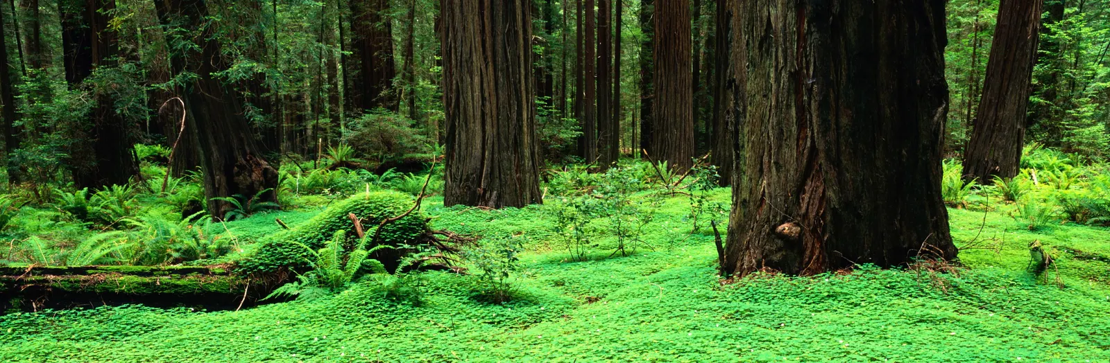 Horizontal Wood Natural Vegetation Forest Botanical Free Stock Photo 3