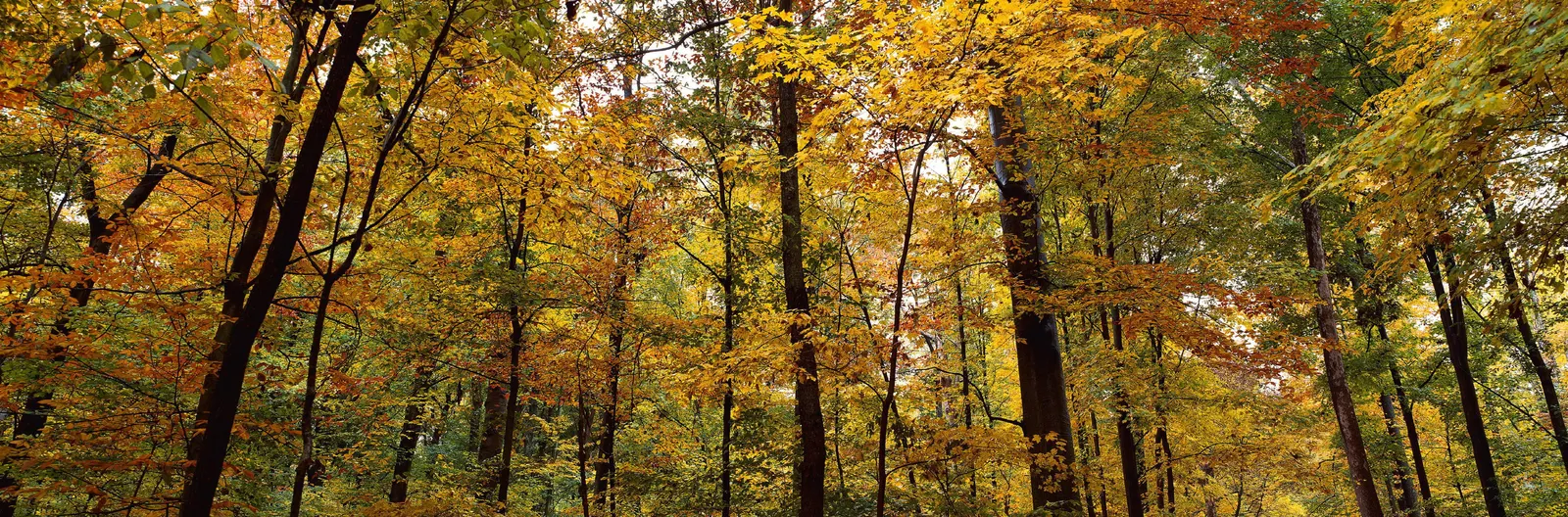 Horizontal Maple Tree Forest Vegetation Botanical Free Stock Photo