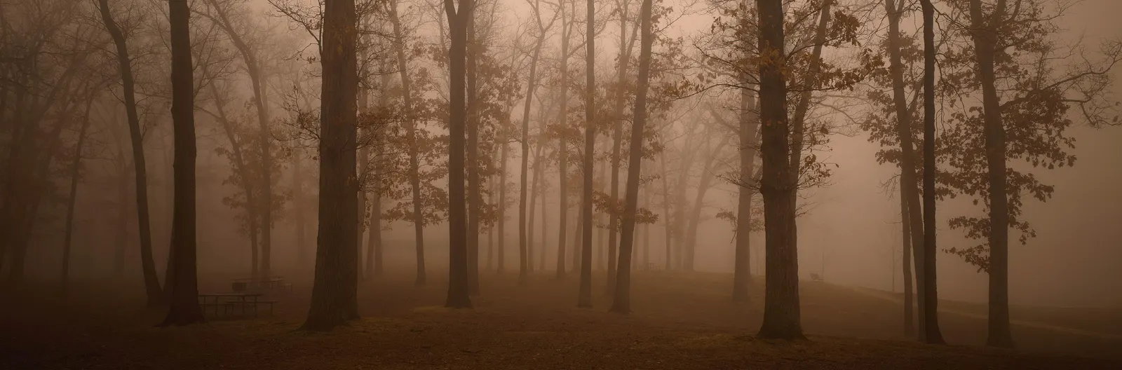 Horizontal Haze Forest Vegetation Botanical Free Stock Photo 2