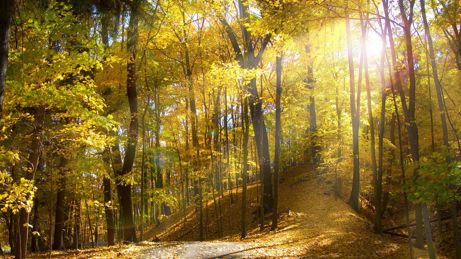 Horizontal Forest Vegetation Path Botanical Free Stock Photo