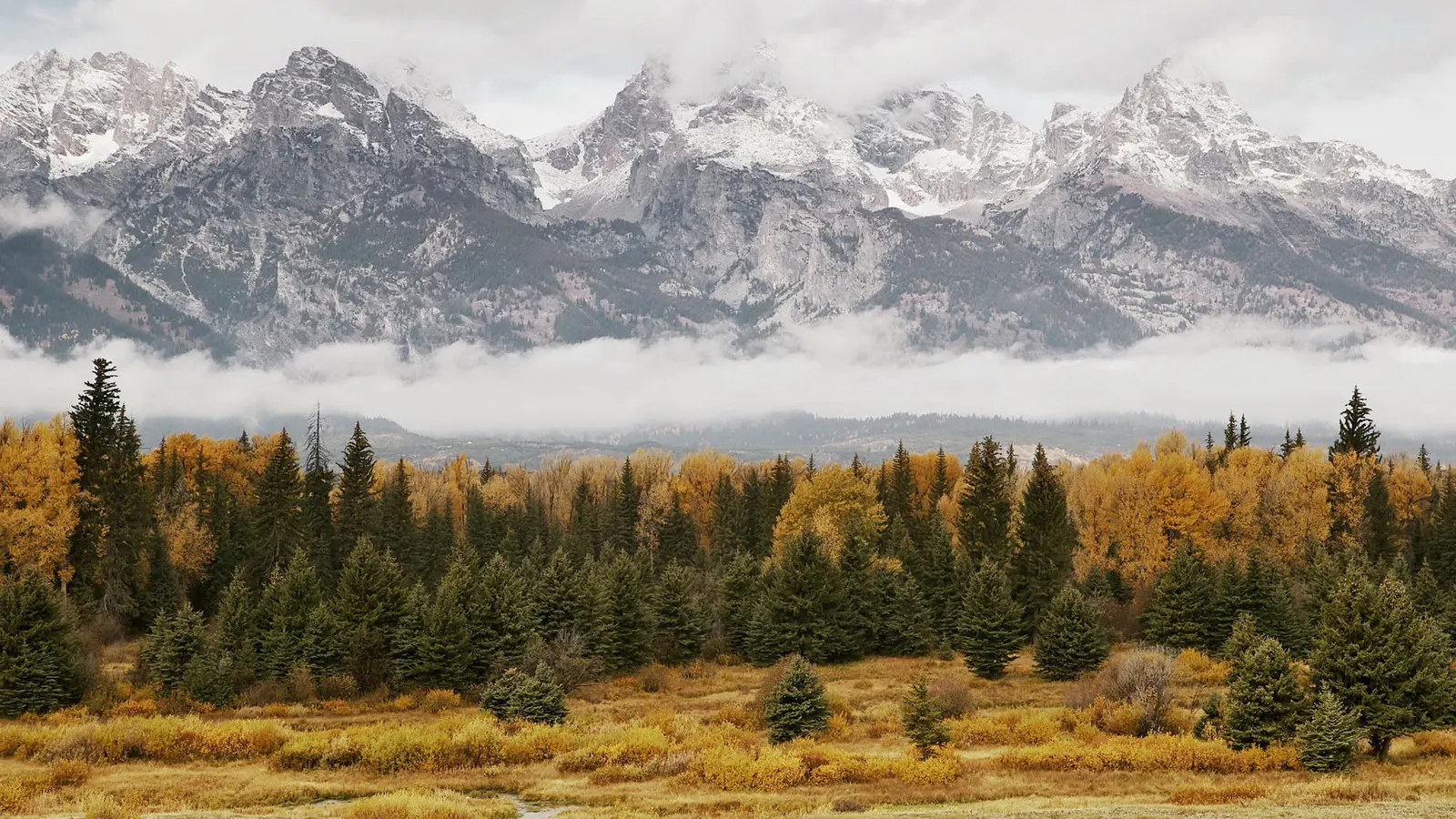 Horizontal Mountain Evergreen Grass Botanical Free Stock Photo