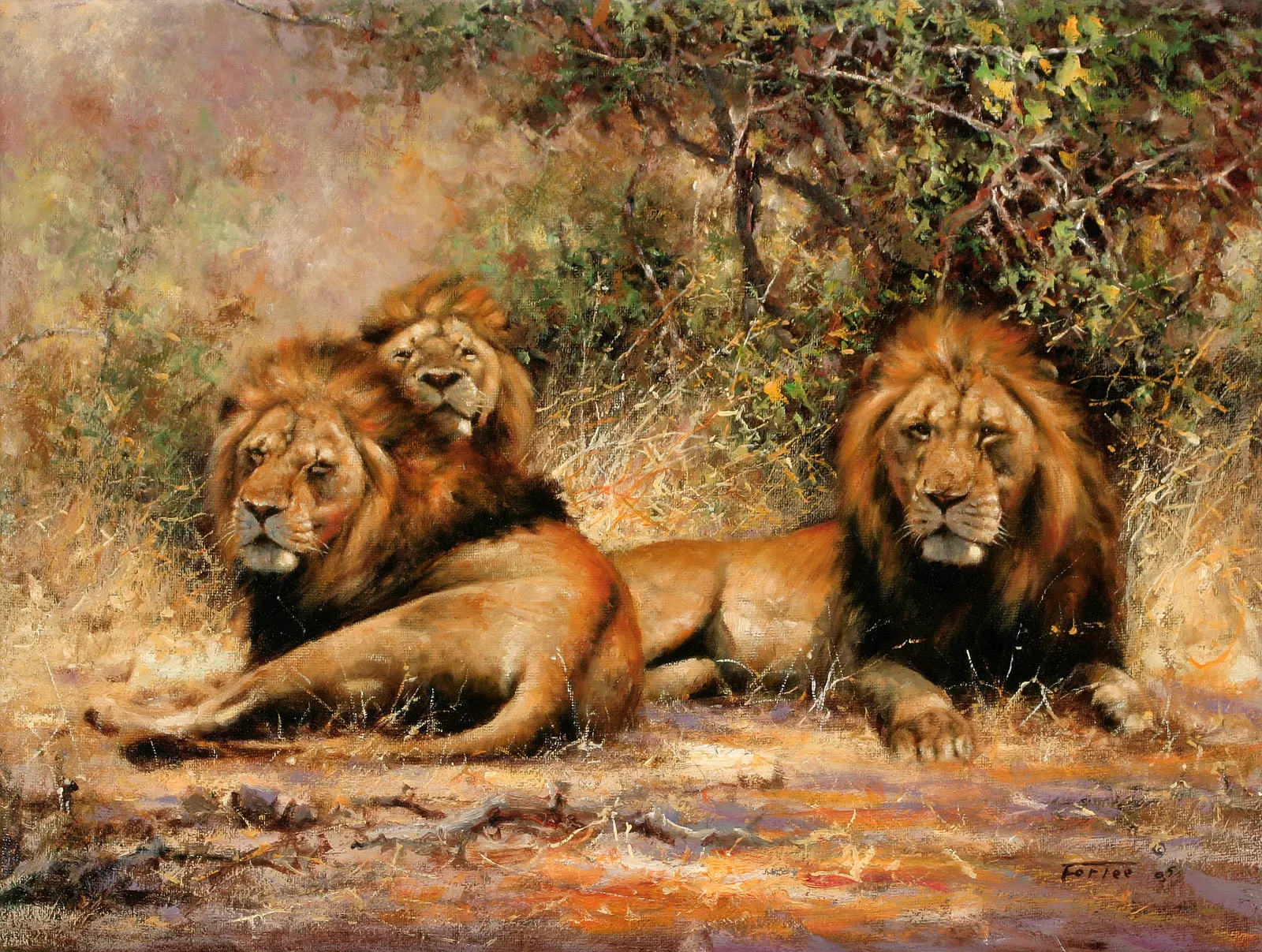 Horizontal Animal Feline Lion Free Stock Photo