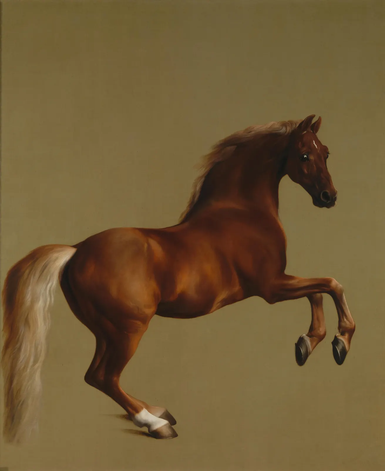Vertical Animal Horse Mammal Free Stock Photo