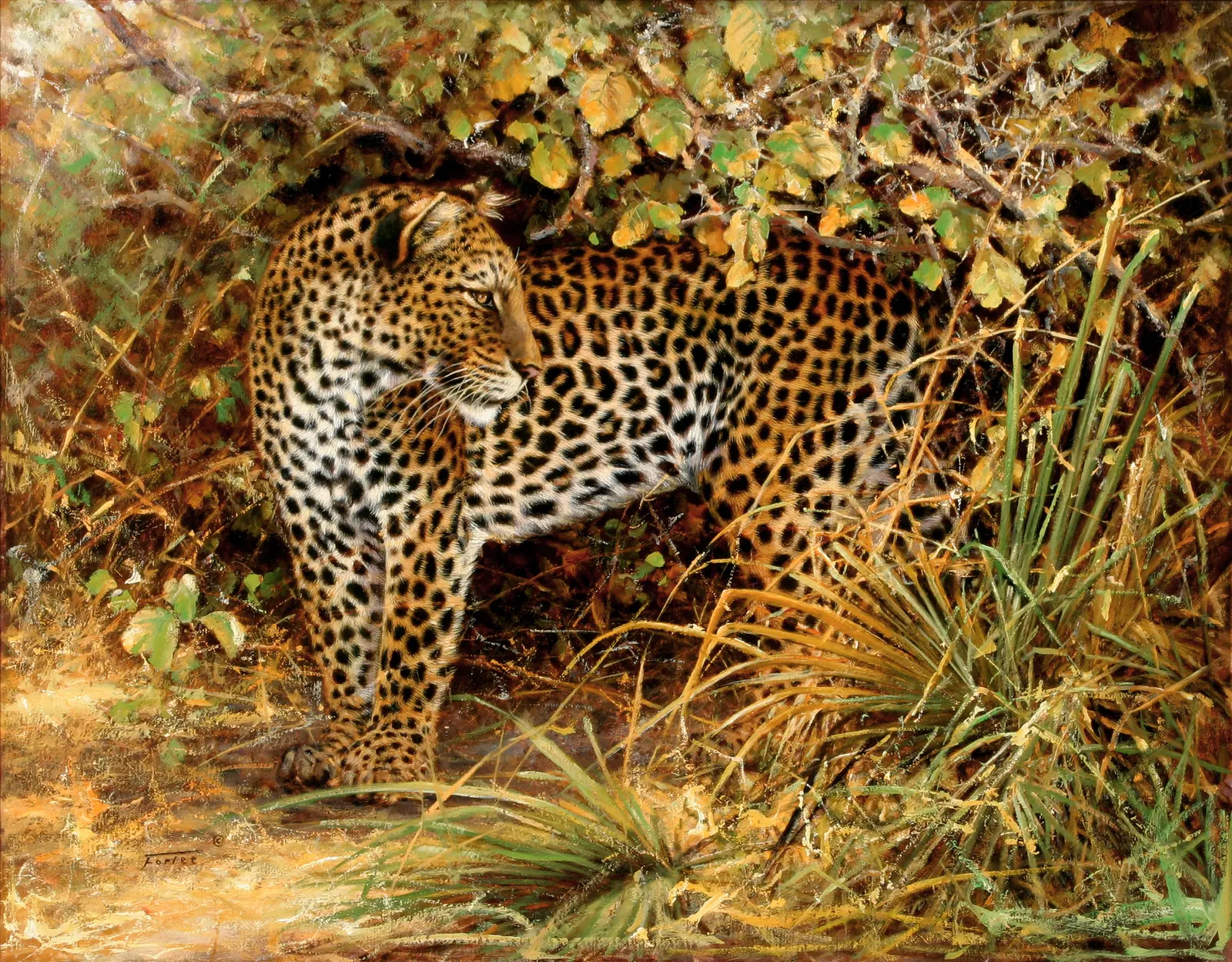 Horizontal Animal Feline Leopard Free Stock Photo 2