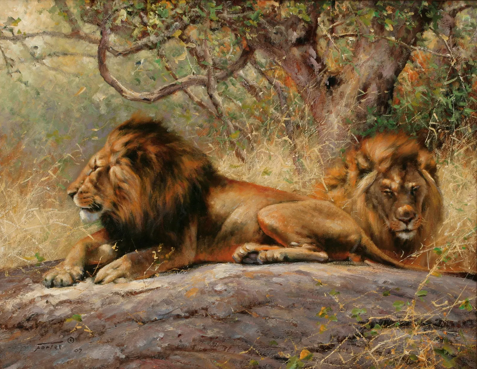 Horizontal Animal Feline Lion Free Stock Photo 3