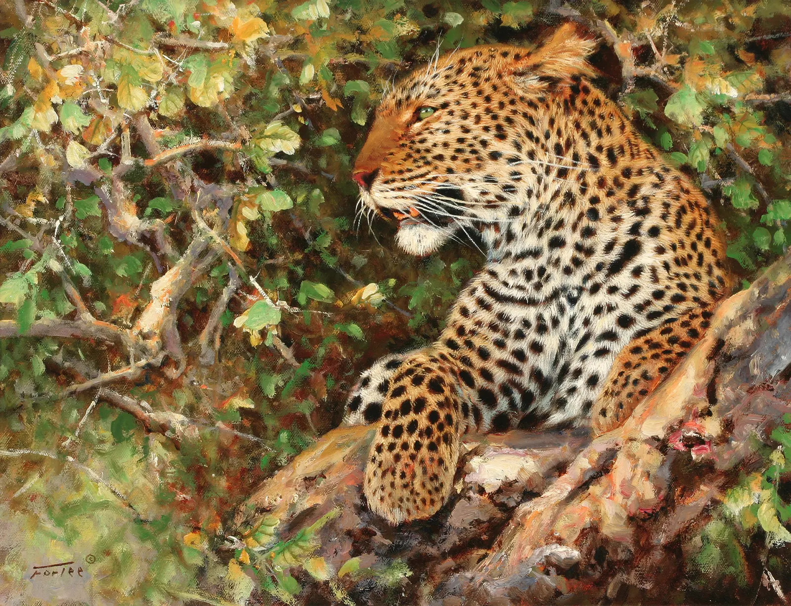 Horizontal Animal Feline Leopard Free Stock Photo 3