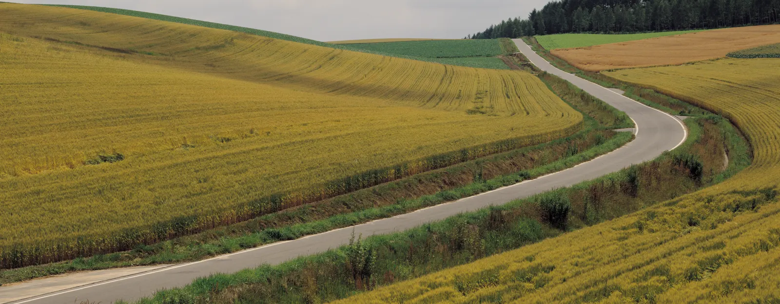 Horizontal Road Other Agriculture Farm Botanical Free Stock Photo