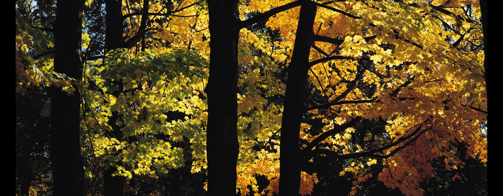 Horizontal Maple Tree Wood Natural Foliage Botanical Free Stock Photo