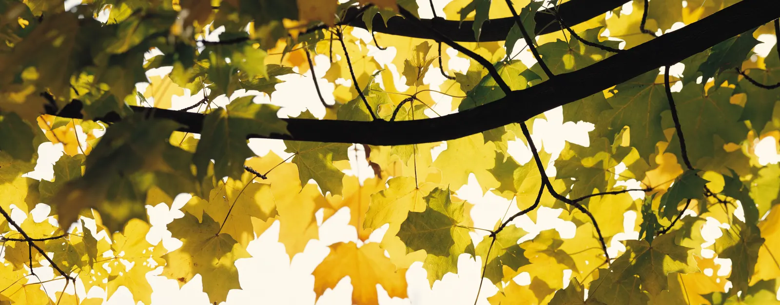 Horizontal Maple Tree Raw Glass Foliage Botanical Free Stock Photo