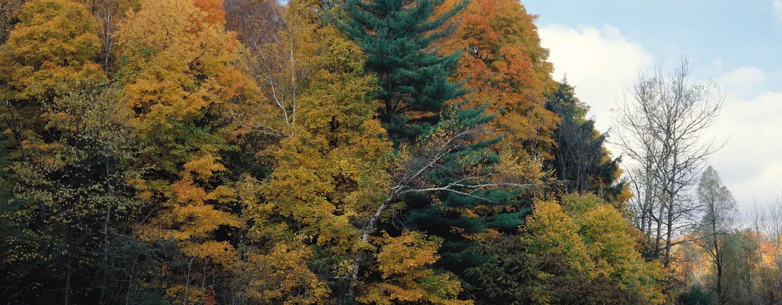 Horizontal Maple Tree Foliage Botanical Free Stock Photo