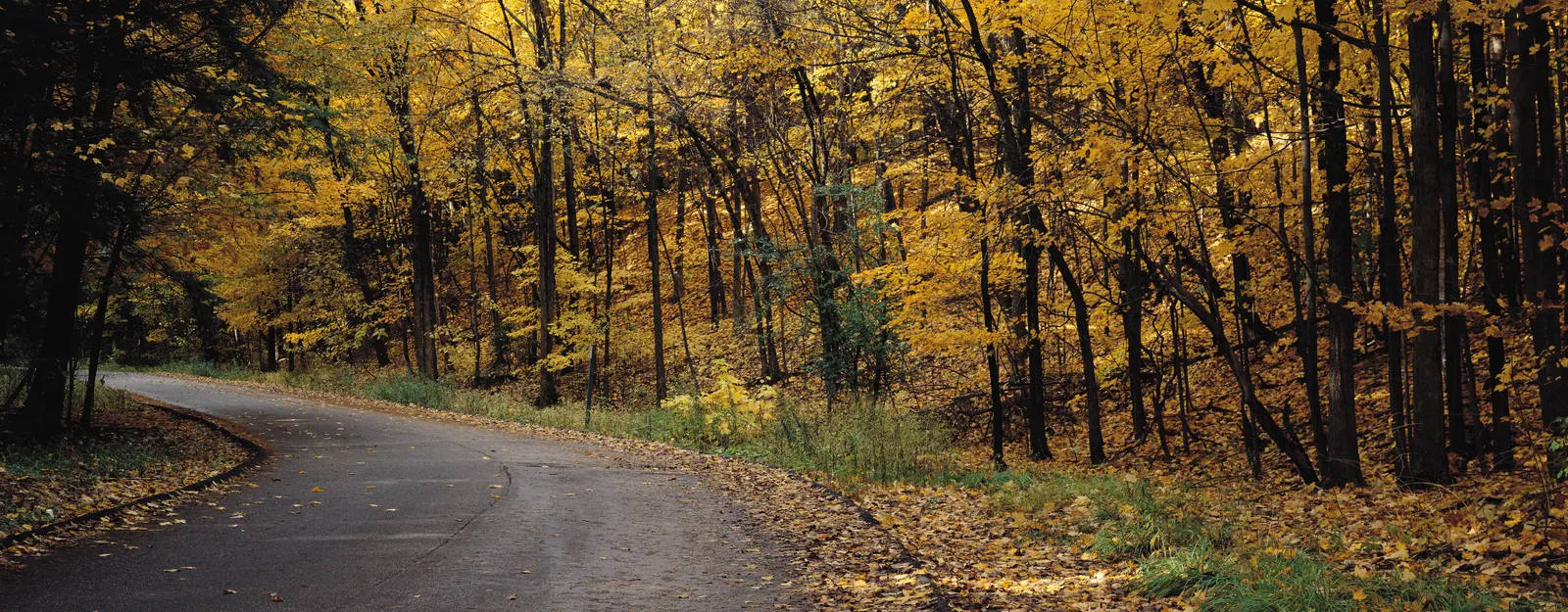Horizontal Dirt Road Forest Vegetation Botanical Free Stock Photo