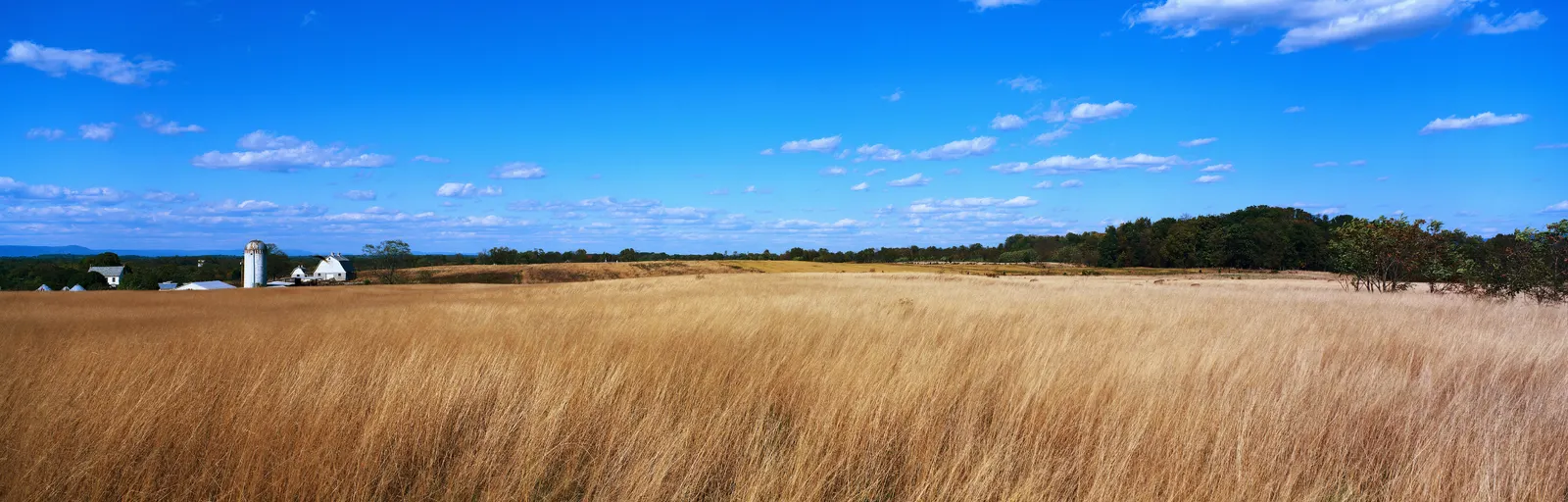 Horizontal Agriculture Farm Grass Botanical Free Stock Photo