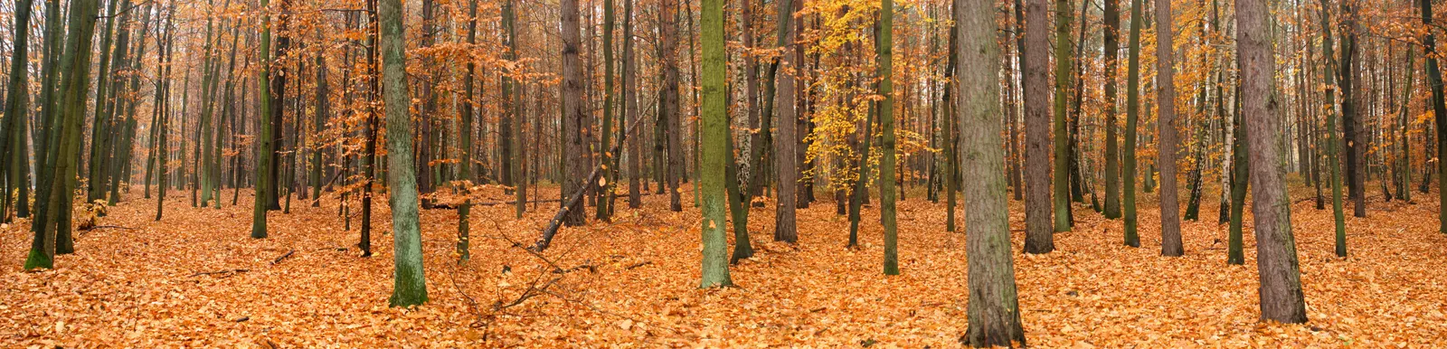 Horizontal Maple Tree Forest Vegetation Botanical Free Stock Photo 2