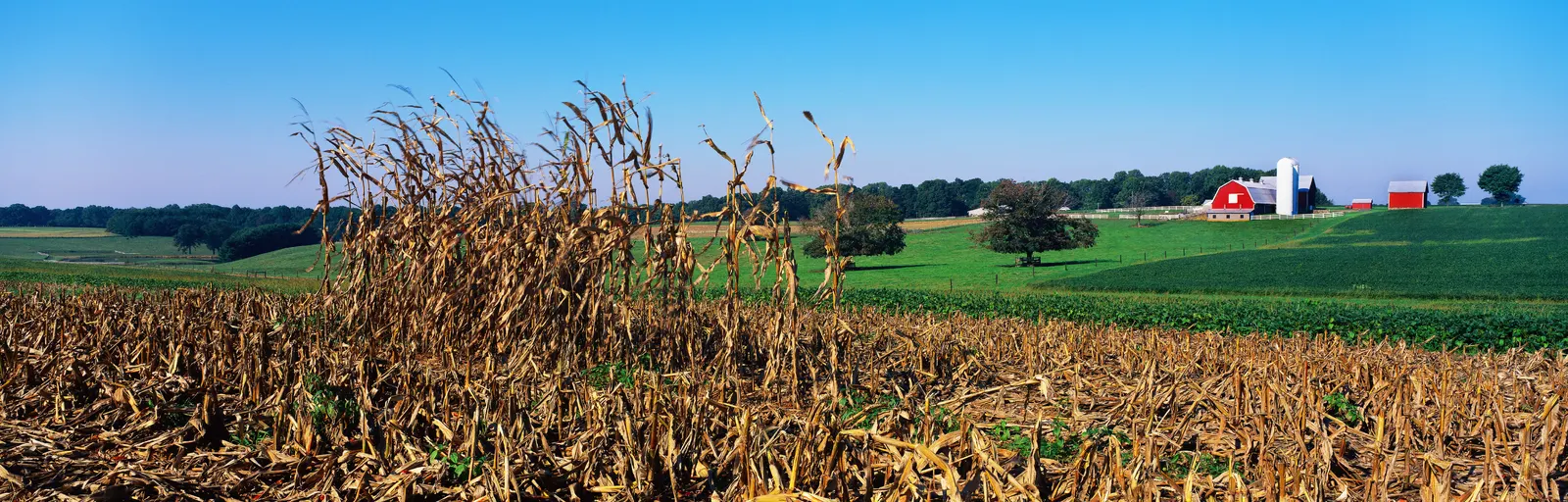 Horizontal Agriculture Farm Grass Botanical Free Stock Photo 2