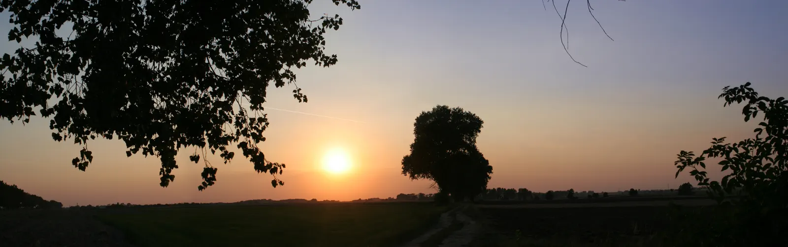 Horizontal Sunset Sunrise Foliage Grass Botanical Free Stock Photo