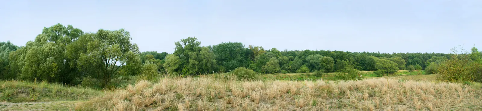 Horizontal Grass Agriculture Farm Botanical Free Stock Photo 6