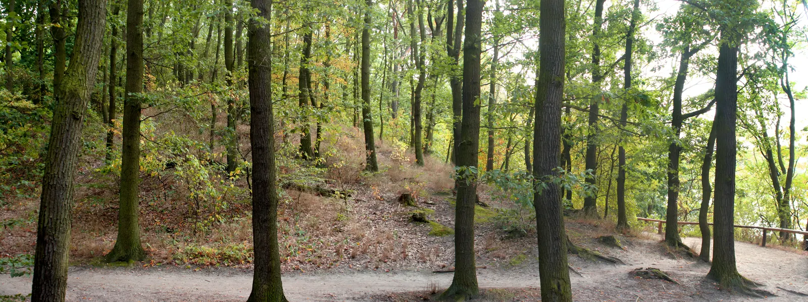 Horizontal Wood Natural Forest Vegetation Botanical Free Stock Photo 3