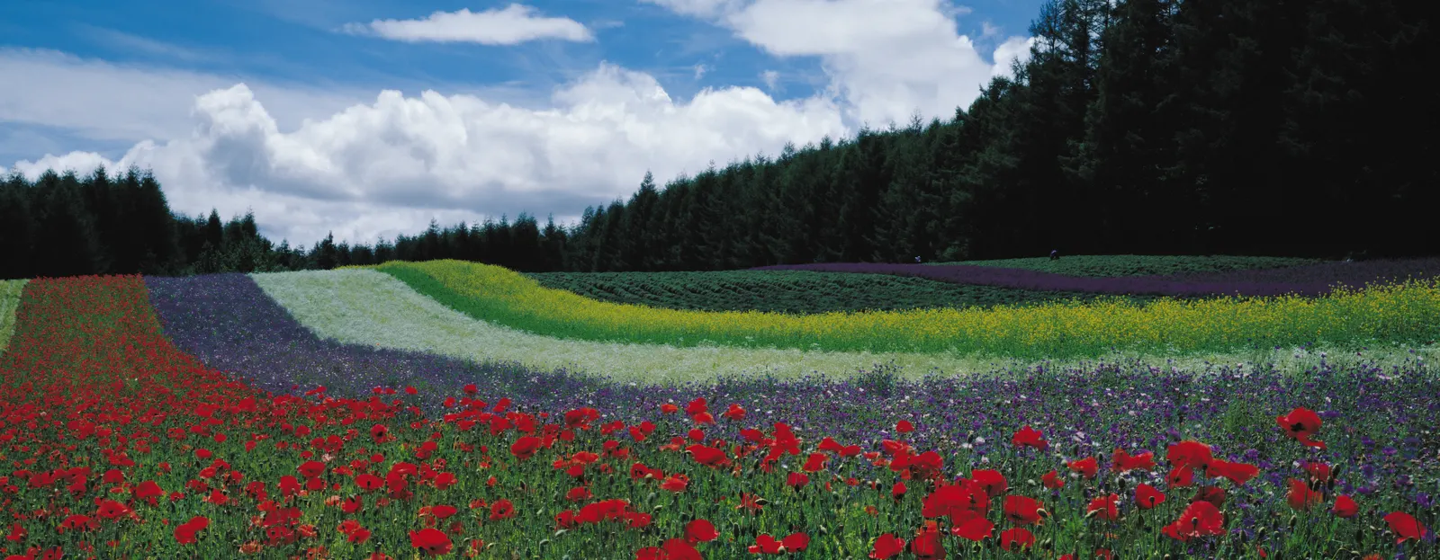 Horizontal Grass Agriculture Garden Botanical Free Stock Photo