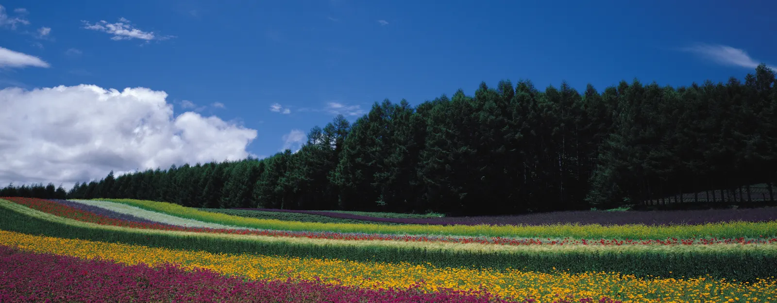 Horizontal Grass Evergreen Botanical Free Stock Photo 2