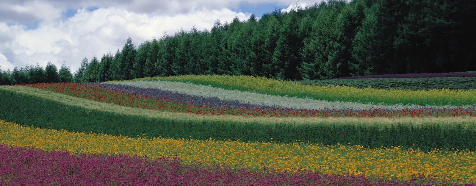 Horizontal Agriculture Garden Evergreen Botanical Free Stock Photo