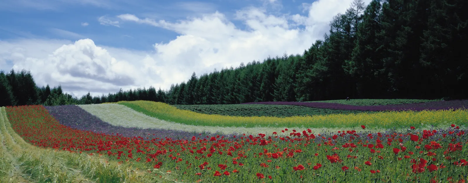 Horizontal Grass Evergreen Botanical Free Stock Photo 3
