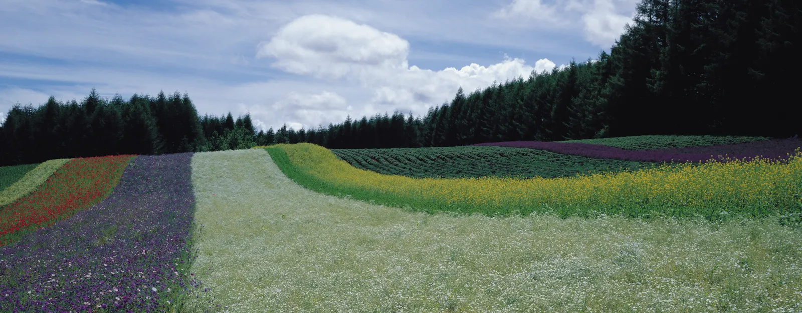 Horizontal Grass Agriculture Farm Botanical Free Stock Photo 7