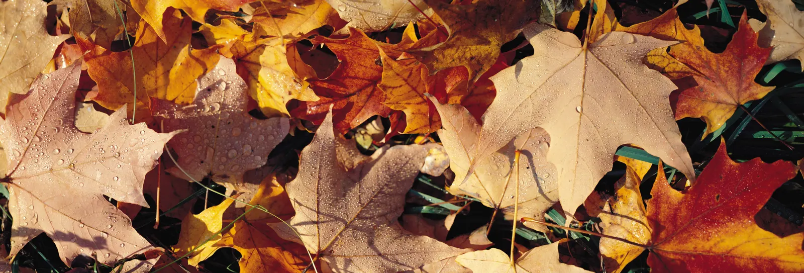Horizontal Maple Tree Foliage Branch Botanical Free Stock Photo 2