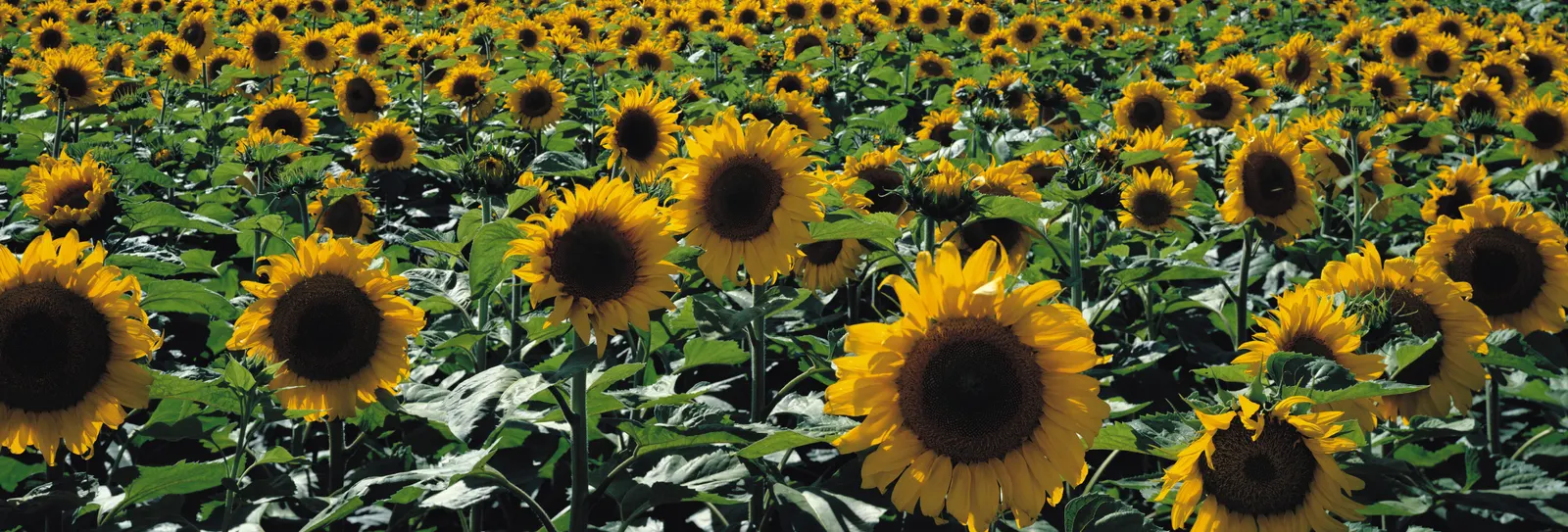Horizontal Flower Sunflower Foliage Animal Free Stock Photo