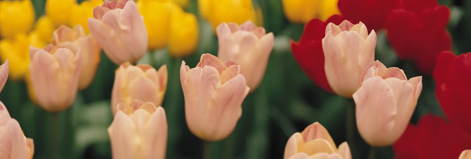 Horizontal Flower Tulip Rose Botanical Free Stock Photo
