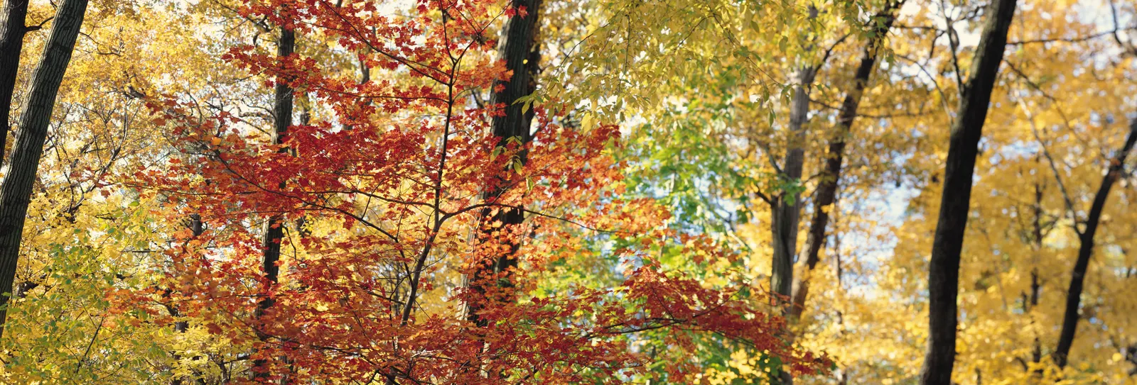 Horizontal Maple Tree Wood Natural Foliage Botanical Free Stock Photo 2
