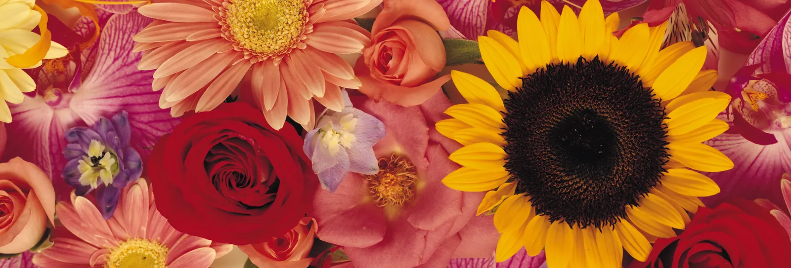 Horizontal Flower Sunflower Rose Animal Free Stock Photo