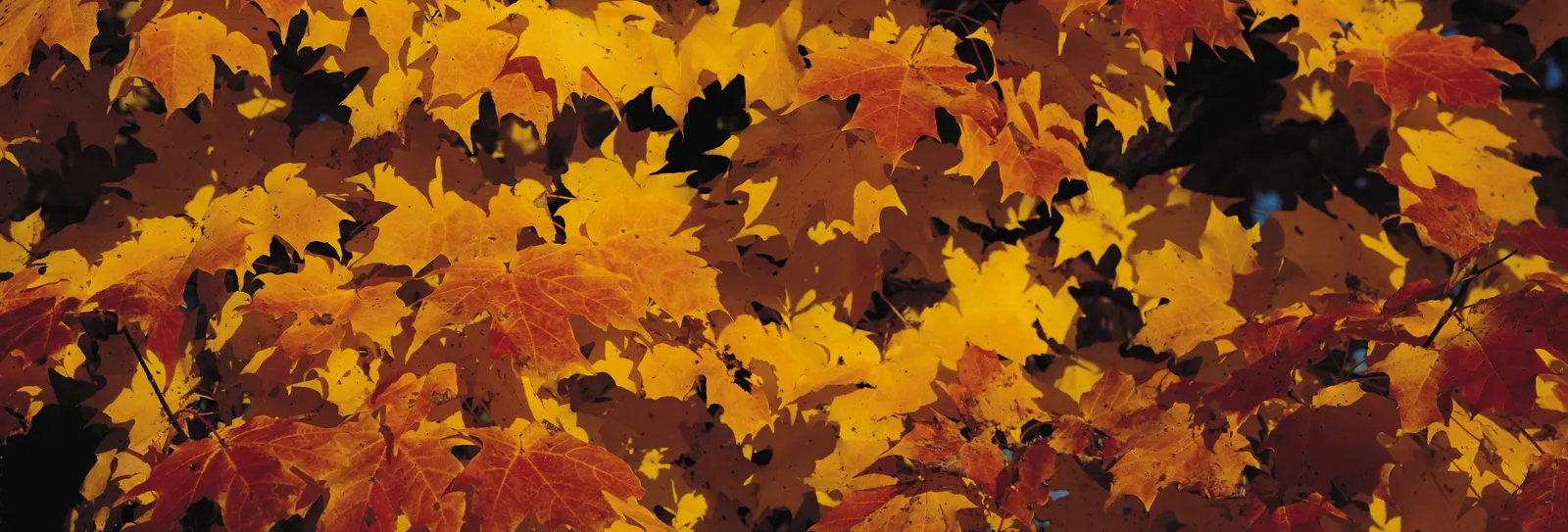 Horizontal Maple Tree Foliage Branch Botanical Free Stock Photo 3